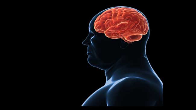 تاثیر مغز بر چاقی