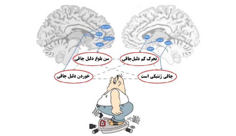 تسلیم شدن در برابر چاقی ذهن چاق