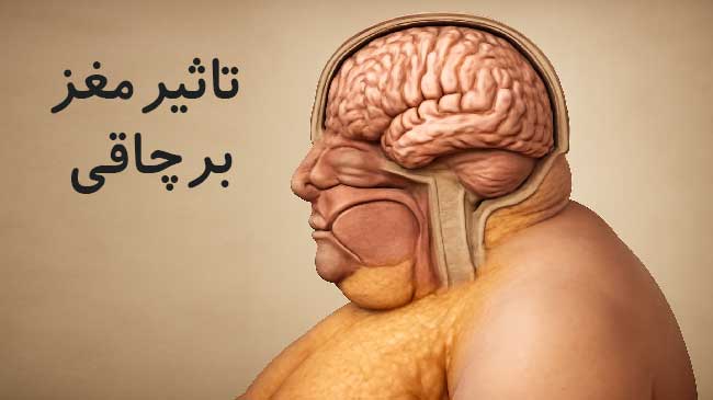 تاثیر مغز در چاقی