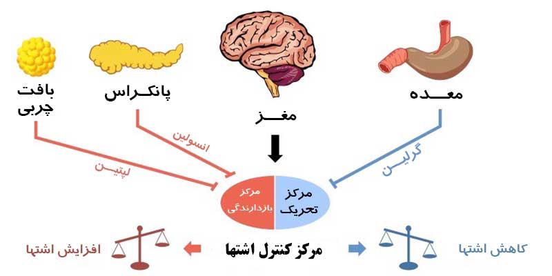 تحریک اشتها