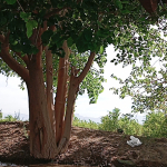 آواتار درسا دهقان