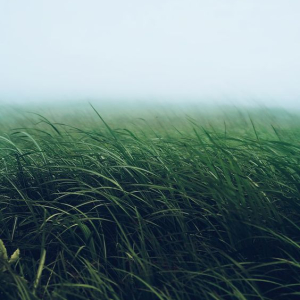 آواتار سمیه فاضلی