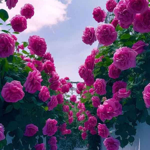 آواتار صالحه