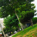 آواتار فاطمه رحیمی